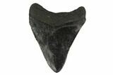 Fossil Megalodon Tooth - South Carolina #130849-2